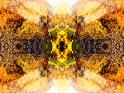 A beautiful symmetrical pattern Stock Illustration