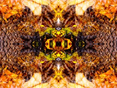 A beautiful symmetrical pattern Stock Illustration