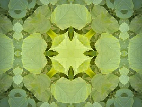 A beautiful symmetrical pattern of overlapping and intersecting leaves, foliage, Stock Photos