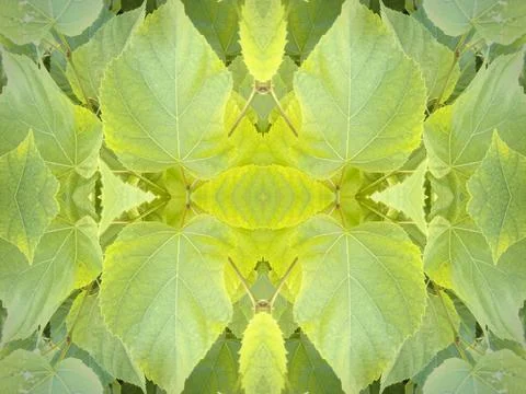 A beautiful symmetrical pattern of overlapping and intersecting leaves, foliage, Stock Photos