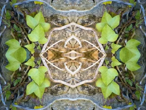 A beautiful symmetrical pattern of overlapping and intersecting leaves, foliage, Stock Photos