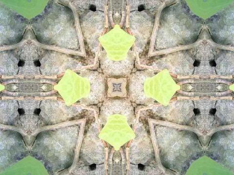 A beautiful symmetrical pattern of overlapping and intersecting leaves, foliage, Stock Photos