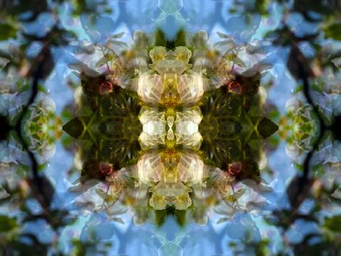 A beautiful symmetrical pattern Stock Photos