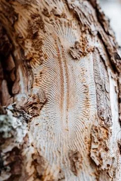 A beautiful symmetrical pattern on the surface of the tree from the bark beet Stock Photos