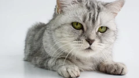 Beautiful tabby cat on . close-up. British Scottish cat. the cat is lying. Stock Footage 151729448