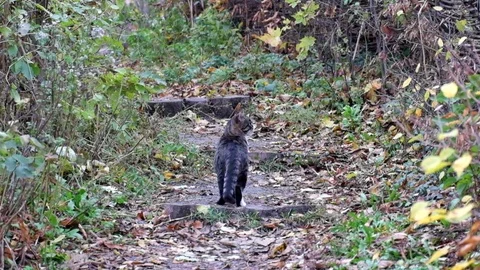 Beautiful tabby cat explores the path Stock Footage 81836432