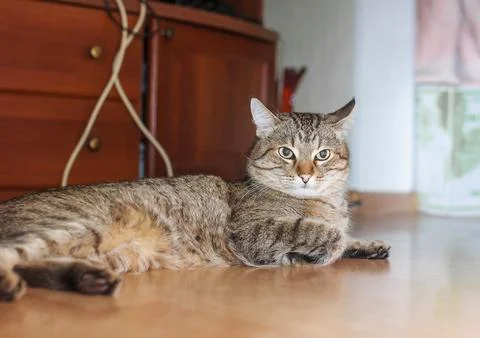 A beautiful tabby cat lying down on a wooden floor inside a cozy home. Stock Photos