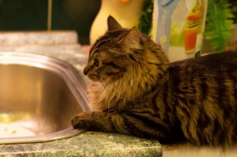 Beautiful tabby cat, lying on the table in the kitchen Stock Photos
