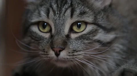 Beautiful tabby cat. The macro Stock Footage 47986184
