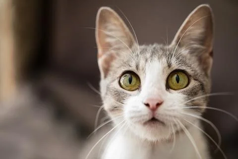 Beautiful tabby cat posing for the camera Stock Photos