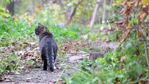 Beautiful tabby cat stands on a path and then went off Stock Footage 81836492