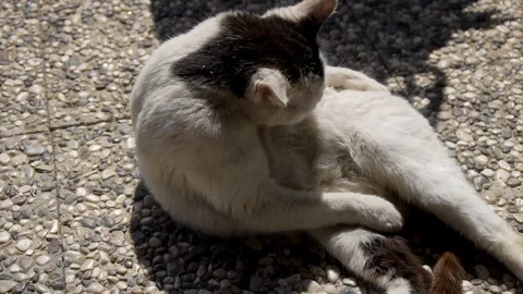 Beautiful tabby cat with a white collar sits and washed Stock Footage 106407447