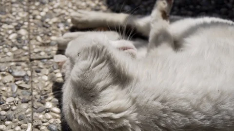 Beautiful tabby cat with a white collar sits and washed Stock Footage 106407498