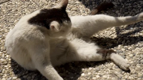 Beautiful tabby cat with a white collar sits and washed Stock Footage 106407673