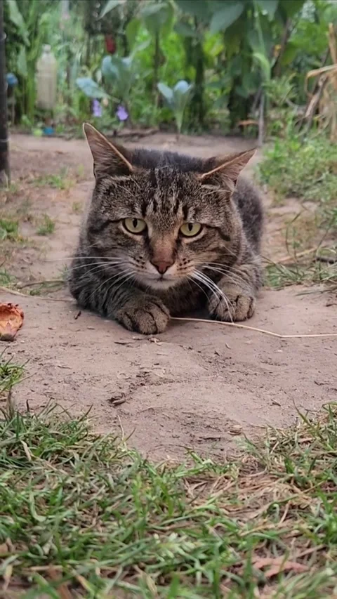 Beautiful tabby cat in the yard Stock Footage 316191428