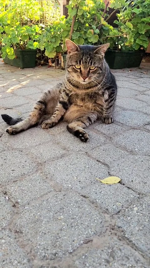 Beautiful tabby cat in the yard Stock-Footage 316191486