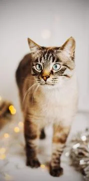 A beautiful tabby gray Thai cat stands among garlands and Christmas decoratio Stock Photos
