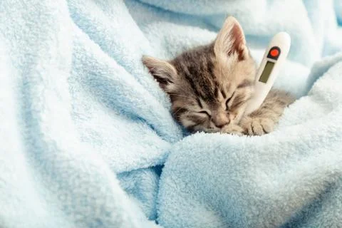 Beautiful tabby kitten measures temperature by thermometer.Little ill baby ca Stock Photos