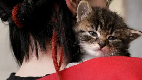 A beautiful tabby kitten sits on a shoulder of girl. Cute little pet. Picked up Stock Photos