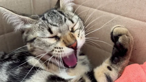 A beautiful tabby kitten is sleeping in a box. Portrait of a kitten sleeping in Stock-Footage 247142099