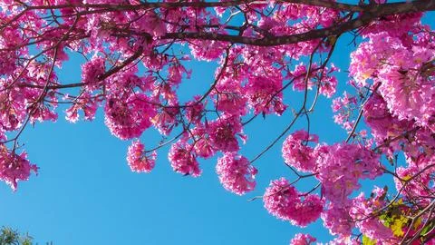 Beautiful Tabebuia tree blossoms in full bloom, creating a stunning natural.. Stock Photos