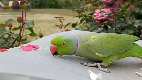 Beautiful Talking Indian Ringneck Parrot (6) Stock-Footage 165967397