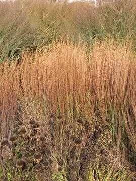 Beautiful Tall Grass Stock Photos