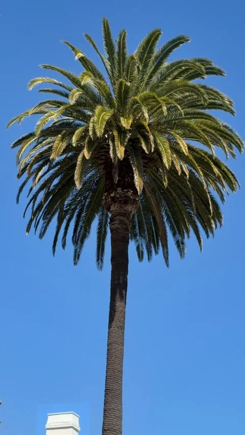Beautiful tall palm tree isolated against a deep blue sky Video stock 337582410