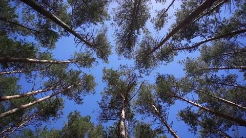 Beautiful tall pine tree forest with blue sky looking up and turning around Stock Footage 81945881
