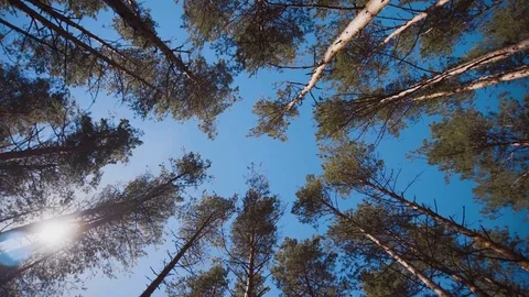 Beautiful tall pine tree forest with blue sky looking up and turning around Stockbeeldmateriaal 81957040