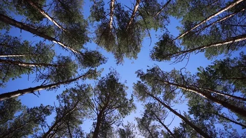 Beautiful tall pine tree forest with blue sky looking up and turning around Video stock 82010805