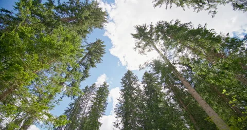 Beautiful tall pine trees growing in the forest Stock Footage 280464816
