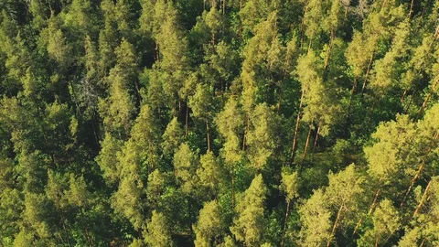 Beautiful tall pine trees in a summer forest. View from above Stock Footage 125900613