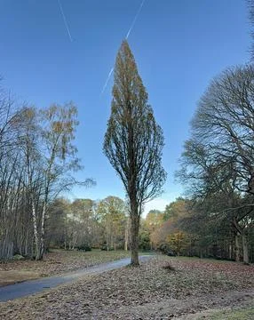 Beautiful tall tree Stock Photos