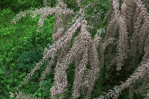 Beautiful tamarisk in bloom Stock Photos