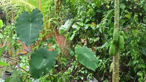 Beautiful taro leaves splashed with raindrops in slow motion. Video stock 297475655