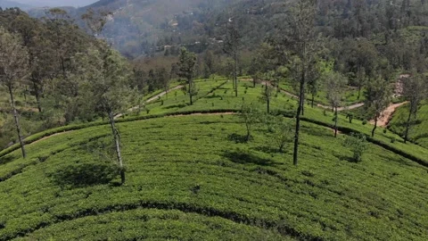 Beautiful Tea Fields in Sri Lanka Stock Footage 234523751