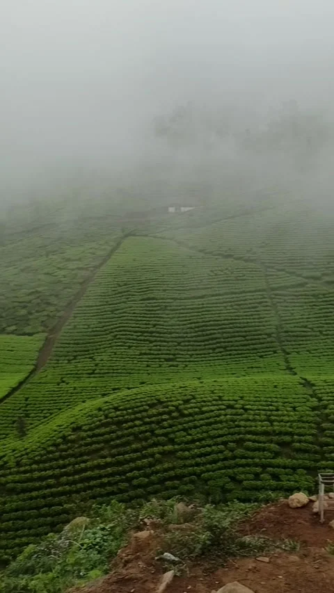 The beautiful tea garden Video stock 149380821