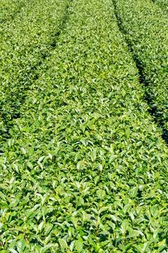 Beautiful tea garden rows scene isolated with blue sky and cloud, design co.. Stock Photos