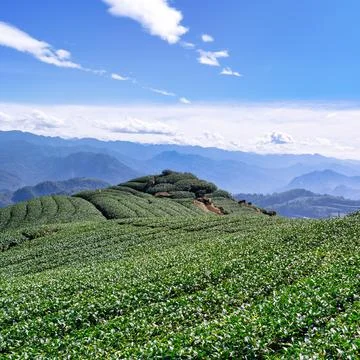 Beautiful tea garden rows scene isolated with blue sky and cloud, design co.. Stock Photos