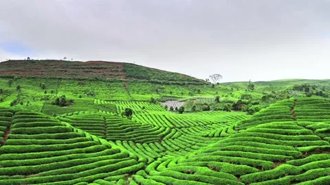 Beautiful tea garden view Video stock 271140563