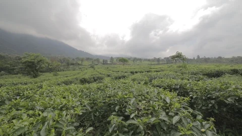 Beautiful Tea Gardens Stock Footage 123195819