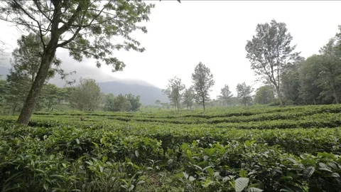 Beautiful Tea Gardens Timelapse Stock Footage 123188437