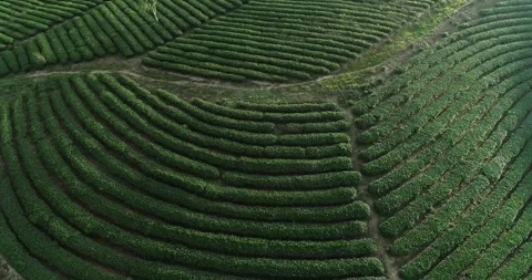 Beautiful tea hill Stock Footage 271214665
