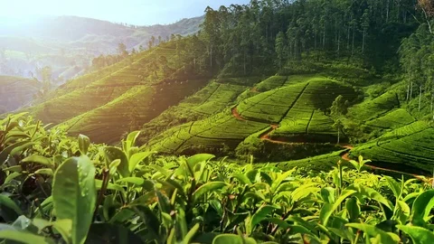 Beautiful tea plantation landscape of green valleys under morning sun. Sri Lanka Stock Footage