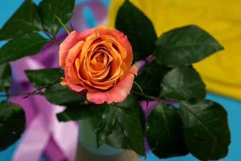 Beautiful tea rose with decorative elements. Stock Photos