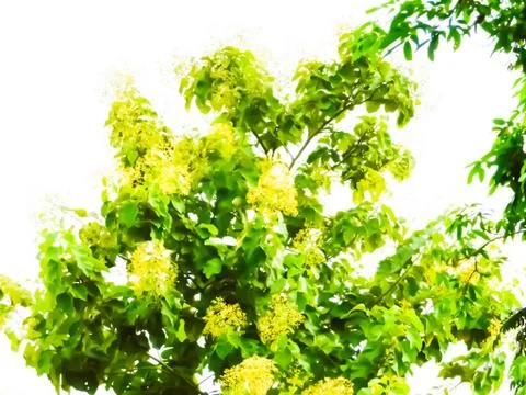 Beautiful teak flowers Stock Photos