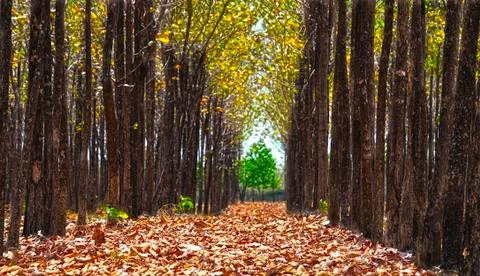 Beautiful teak tree path with fallen dried leaves on the ground Stock Photos