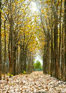 Beautiful teak tree path with fallen dried leaves on the ground Stock Photos