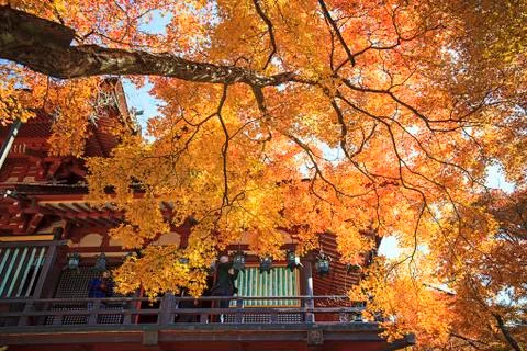 Beautiful temple with nice maple Stock Photos